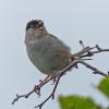 golden-crowned-sparrow-chirping-alpine-juneau-july-4-2013