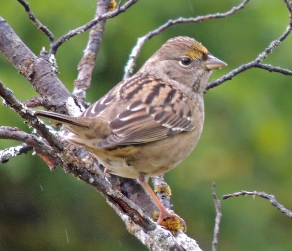golden-crowned-sparrow-first-winter_1347668788