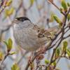 golden-crowned-sparrow-singing-in-the-alpine