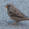 house-sparrow-adult-female-july-22