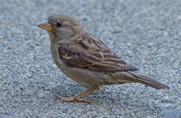 house-sparrow-adult-female-july-22