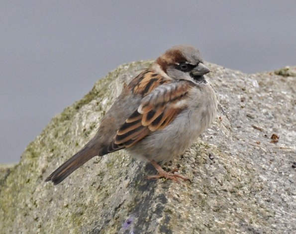 house-sparrow-adult-male-nonbreeding