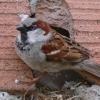 house-sparrow-adult-male