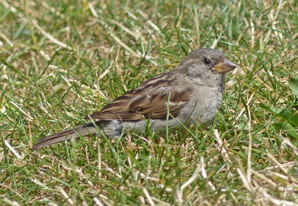 house-sparrow-female