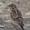 lapland-longspur-1