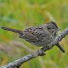 lincoln-s-sparrow-adult-portrait
