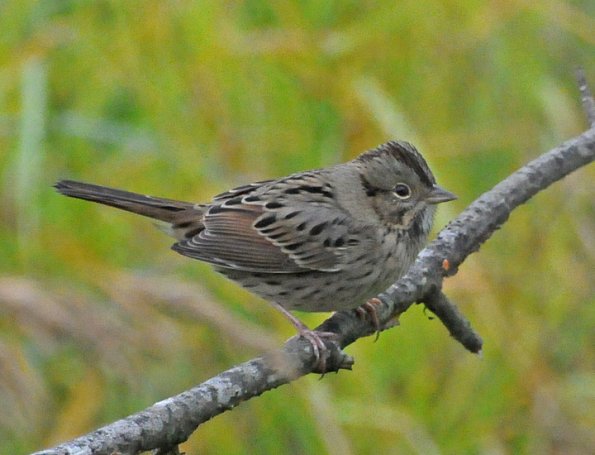lincoln-s-sparrow-adult-portrait