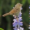 lincoln-s-sparrow-on-nootka-lupin-singing