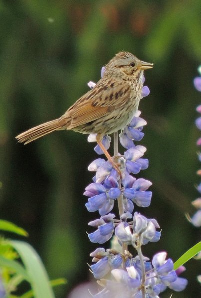 lincoln-s-sparrow-on-nootka-lupin-singing