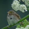 savannah-sparrow-adult-portrait