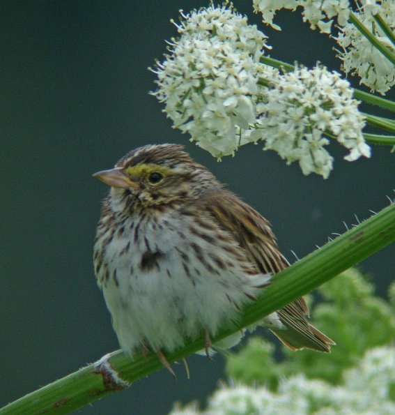 savannah-sparrow-adult-portrait
