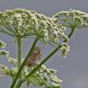 savannah-sparrow-adult-singing