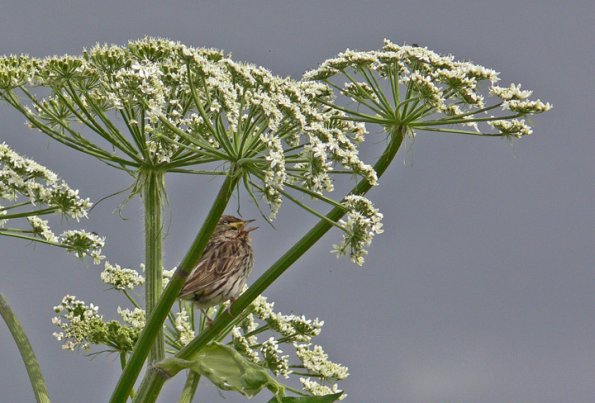 savannah-sparrow-adult-singing