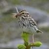 savannah-sparrow-adult-with-cranefly