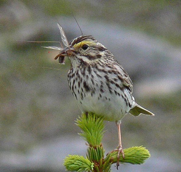 savannah-sparrow-adult-with-cranefly