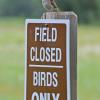savannah-sparrow-at-creamers-field