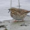 savannah-sparrow-eating-caddisfly-larva