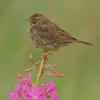 savannah-sparrow-juvenile-1