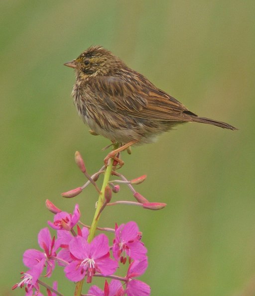 savannah-sparrow-juvenile-1