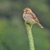 savannah-sparrow