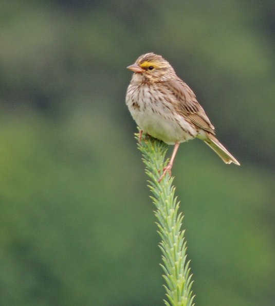 savannah-sparrow