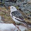 snow-bunting-adult-male-breeding
