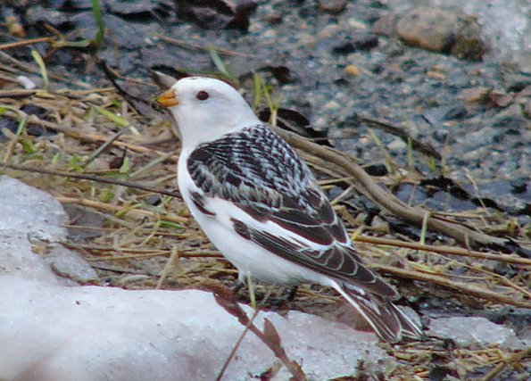 snow-bunting-adult-male-breeding