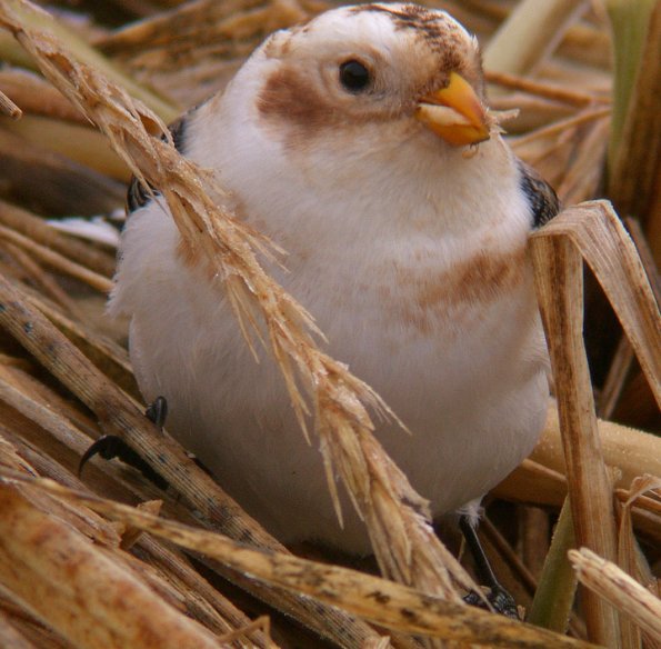 snow-bunting-eating-beach-rye-in-winter