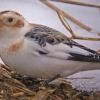 snow-bunting-winter