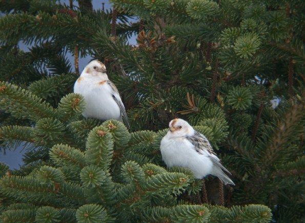 snow-buntings