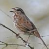 song-sparrow-adult-singing-3
