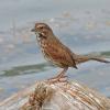 song-sparrow-at-kingfisher-pond