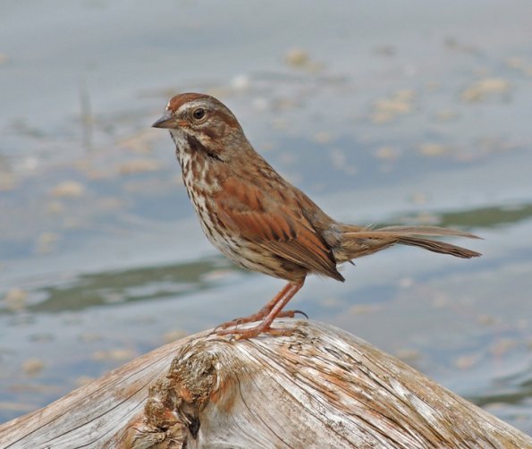 song-sparrow-at-kingfisher-pond