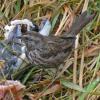 song-sparrow-feeding-at-salmon-carcass