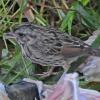 song-sparrow-feeding-on-maggots-from-salmon-carcass