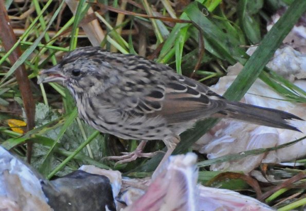 song-sparrow-feeding-on-maggots-from-salmon-carcass