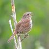 song-sparrow-singing-at-kingfisher-pond
