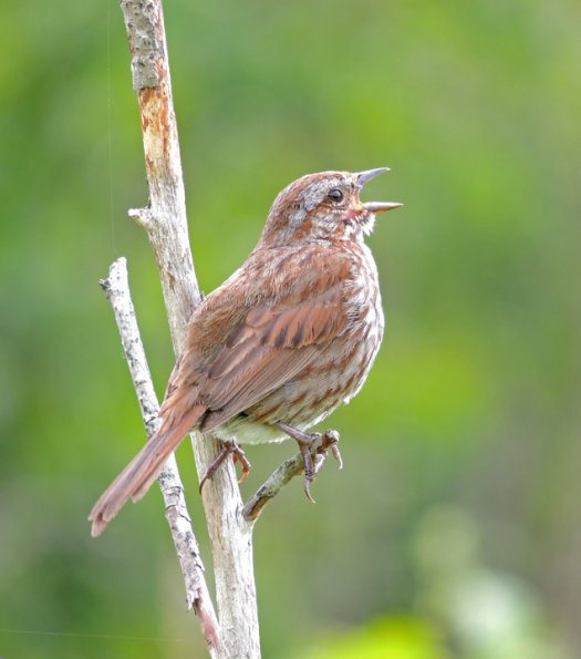 song-sparrow-singing-at-kingfisher-pond