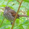 song-sparrow-singing
