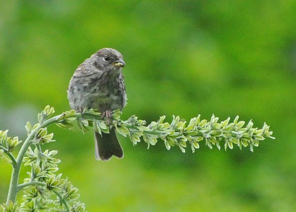 sparrow-juvenile-not-sure-of-species