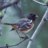 spotted-towhee