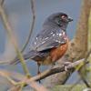 spotted-towhee_1319259901