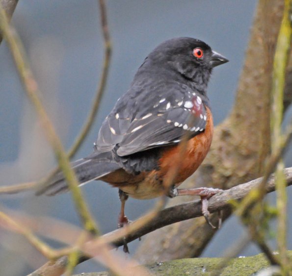 spotted-towhee_1319259901