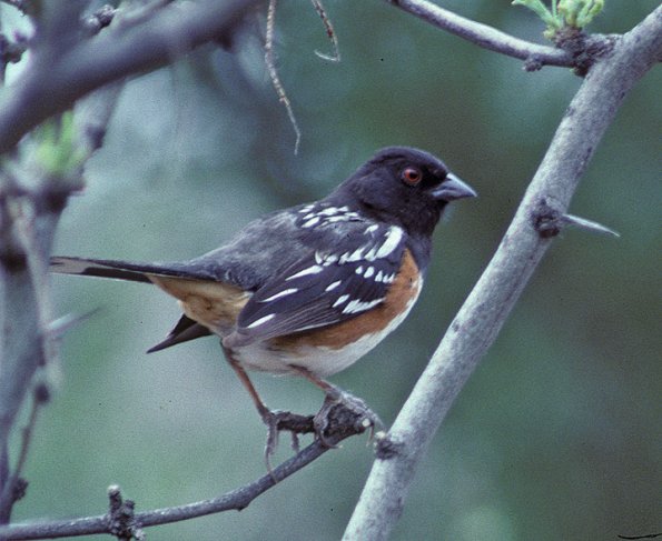 spotted-towhee