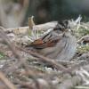swamp-sparrow-2-juneau-nov.-21-2012-