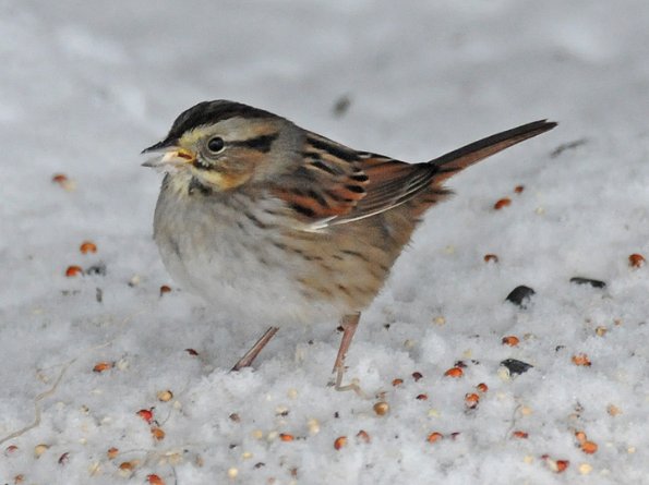 swamp-sparrow-jan-30-2013-juneau