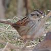 swamp-sparrow-juneau-nov.-21-2012-