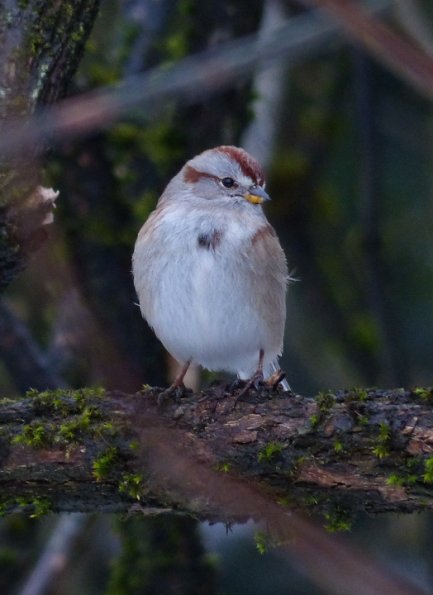 tree-sparrow-2-panasonic-fz-200-test