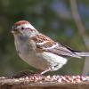 tree-sparrow-adult