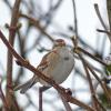 tree-sparrow-panasonic-fz-200-test-3